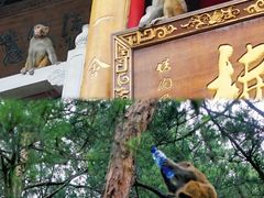 -黔灵山公园