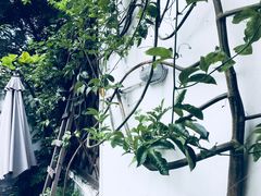 -素咫咖啡CLIFEROSE