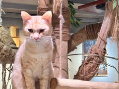 -豆逗聊愈猫阁Easy Life