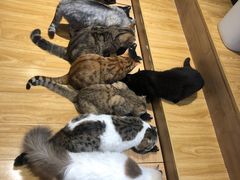 -啵啵喵·猫咖(攀华国际店)