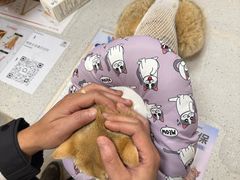 -德元·美联众合24小时动物医院(总院)