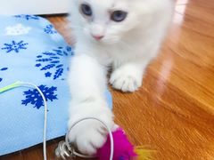 -Bastet sally猫舍购宠(静安店)