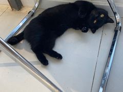 -怪兽屋·羊驼·猫咖·狗咖(俊华广场店)