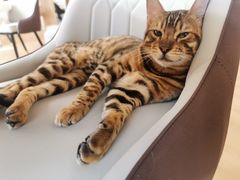 -猫腻·猫咖·撸猫馆(星光大道店)