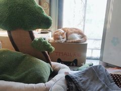 -北京赛佳动物医院