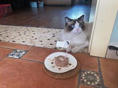 -猫十亿·布偶金渐层·曼基康矮脚猫舍(青年路店)