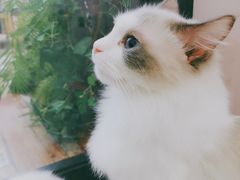 -酷豆宠物咖啡·宠物美食·撸猫馆