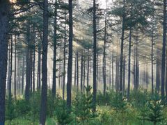 -塞罕坝国家级自然保护区