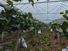 -马陆小张葡萄园农家乐