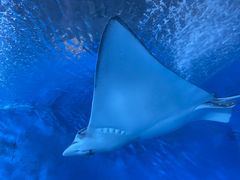 -北戴河圣蓝海洋公园