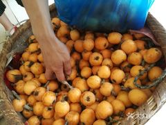 -洪湖家庭农场·团建·露营·会议