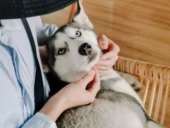 -Husky Go! 哈士奇体验馆·宠物咖啡厅狗咖