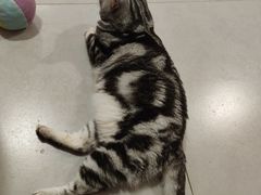 -三花喵·撸猫购宠·宠物生活馆(虹桥南丰城店)