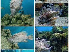 -大连老虎滩海洋公园