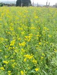 -DORA kids 朵拉儿童摄影花园店