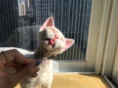 -Heymao猫咖.咖啡厅(东门店)