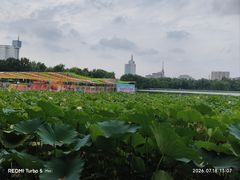 -莲花池公园