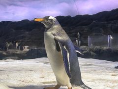 -新加坡飞禽公园