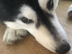 -Husky Go! 哈士奇体验馆·宠物咖啡厅狗咖