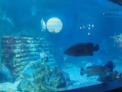 -烟台海昌鲸鲨海洋公园