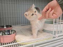 -翊宠yipet猫狗购宠庄园犬舍•猫舍