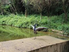 iphone_upload_pic-贵州森林野生动物园