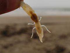 -北戴河东海水浴场