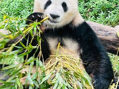 -重庆动物园·东二门售票处