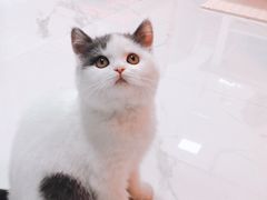 -喵zoo家庭繁育猫舍(尖东智能花园店)