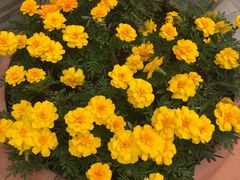 -拿渡麻辣香锅(幸福港湾店)