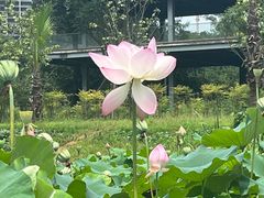 -三圣花乡旅游区