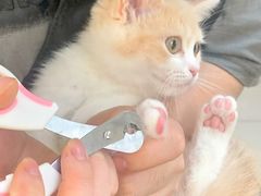 -lincat·猫舍(广州店)