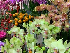 -双季花艺园艺市场(浦东店)