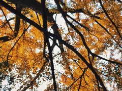 -四川大学(华西校区)