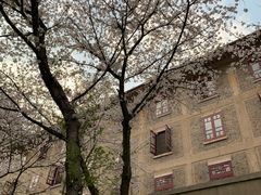 -武汉大学-樱园