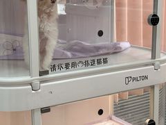 -翊宠yipet猫狗购宠庄园犬舍•猫舍