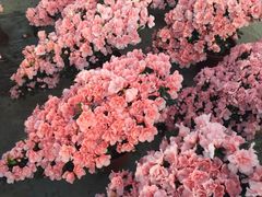-龙大花卉苗木市场