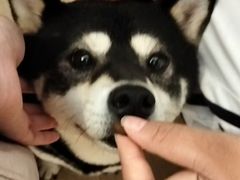-柴の食堂·日式家庭料理·熊之肆(大学路店)