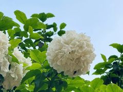 -八卦田遗址公园