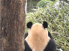 -都江堰中华大熊猫苑