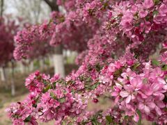 -天津东丽湖风景区