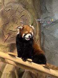 -Zoolung Zoolung动物主题公园(海信广场店)