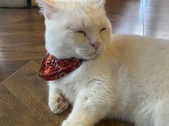 -蓝鲸·缅因猫舍