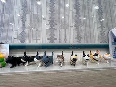 -凯特喵百思猫专科医院