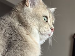 -欣宠猫屋·矮脚拿破仑·蓝金金渐层