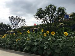 -广州花之恋城堡酒店