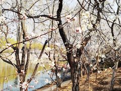 -桃花堤公园