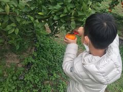 -前小桔亲子创意农场·草莓采摘·露营烧烤