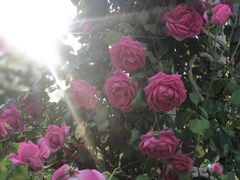 -昆山城市生态森林公园