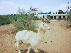 -恩格贝生态旅游区